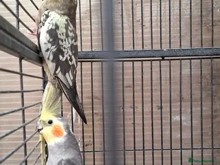 Mixed Breed birds Birds - Advert 2