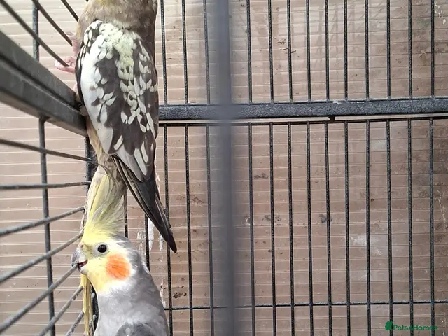 Mixed Breed birds Birds - Advert 2