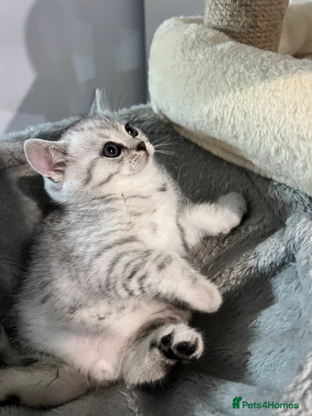 British Shorthair cats for sale: British Shorthair Kittens 🐱  - Advert 5