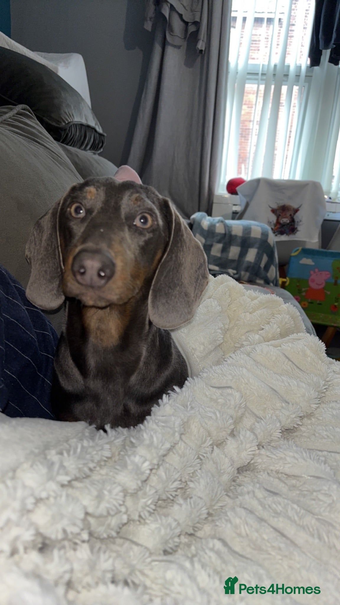 Dachshund dogs Female dachshund  - Advert 2