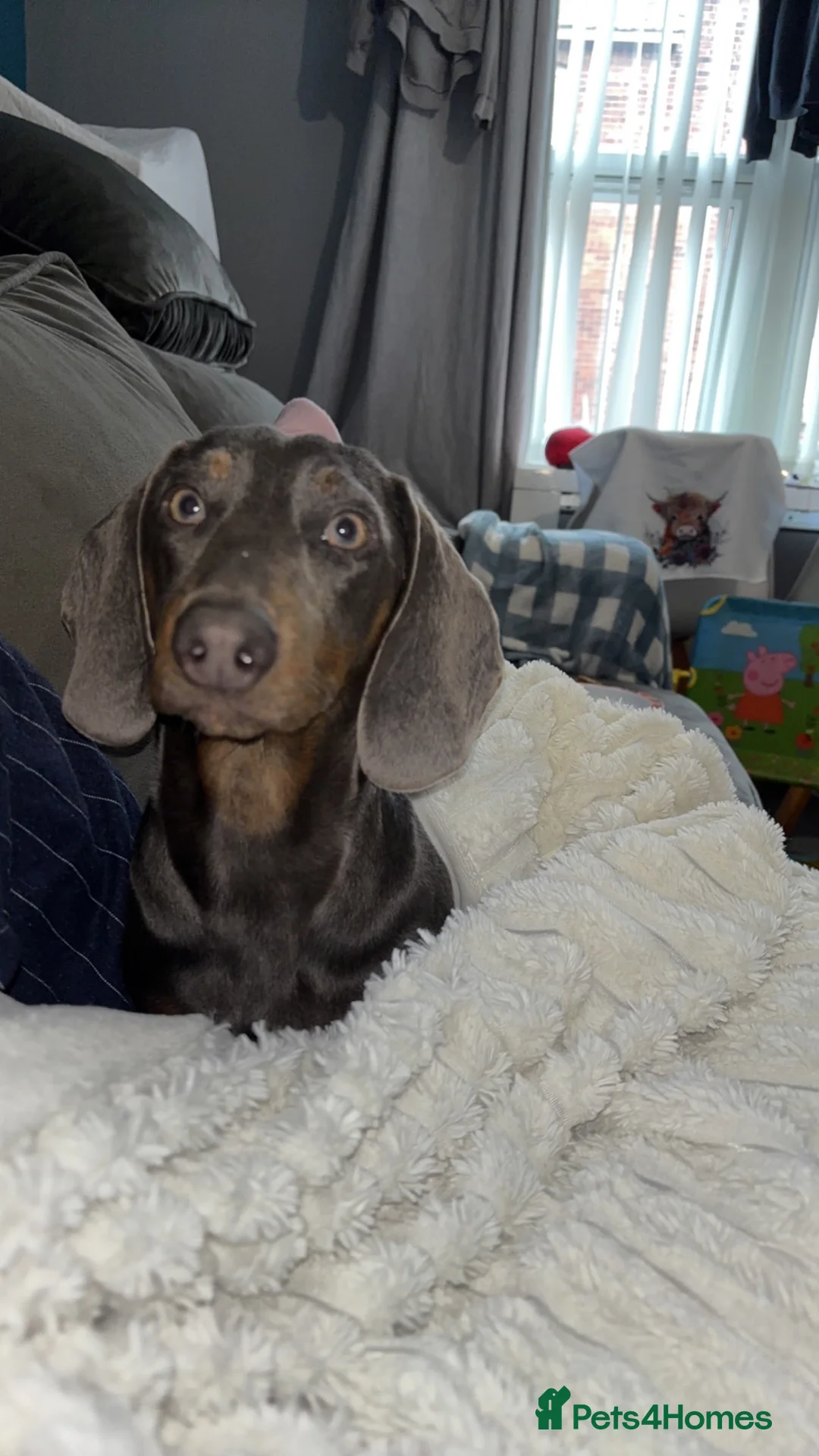 Dachshund dogs for sale: Female dachshund  - Advert 1