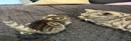 Bengal cats for sale: Stunning bengal x kittens  - Advert 2