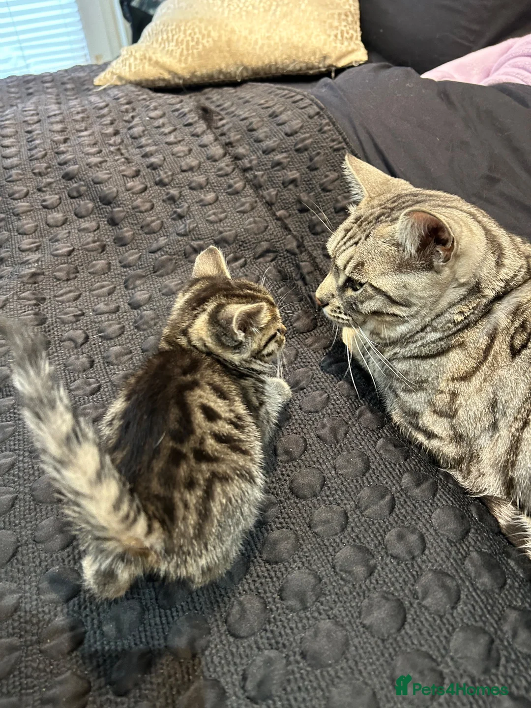 Bengal cats for sale: Stunning bengal x kittens  - Advert 2