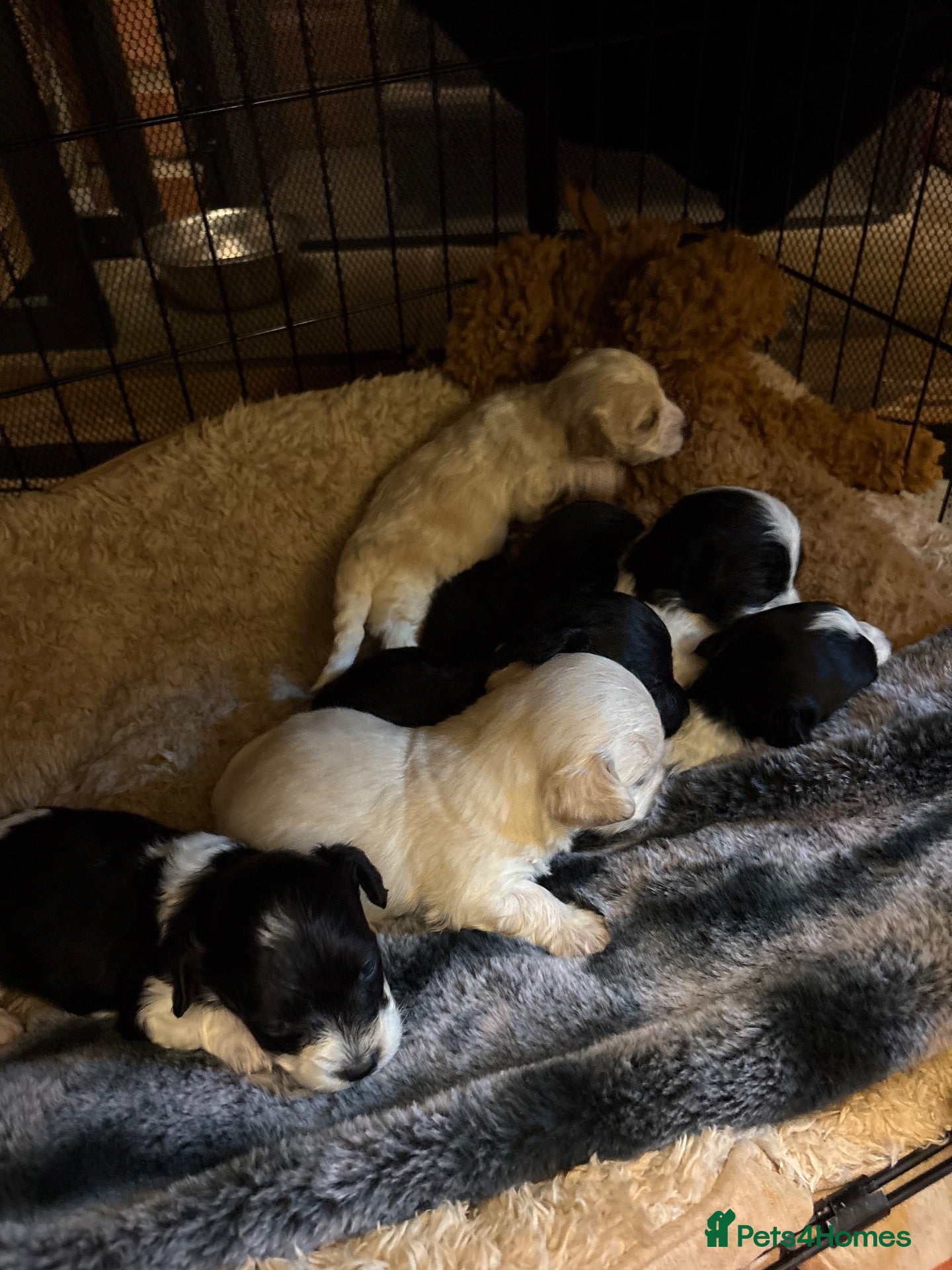 Cavapoo dogs for sale: Cavapoo puppies for sale  - Advert 4