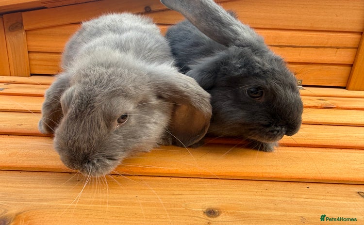Angora rabbits in Malmesbury - Advert 3