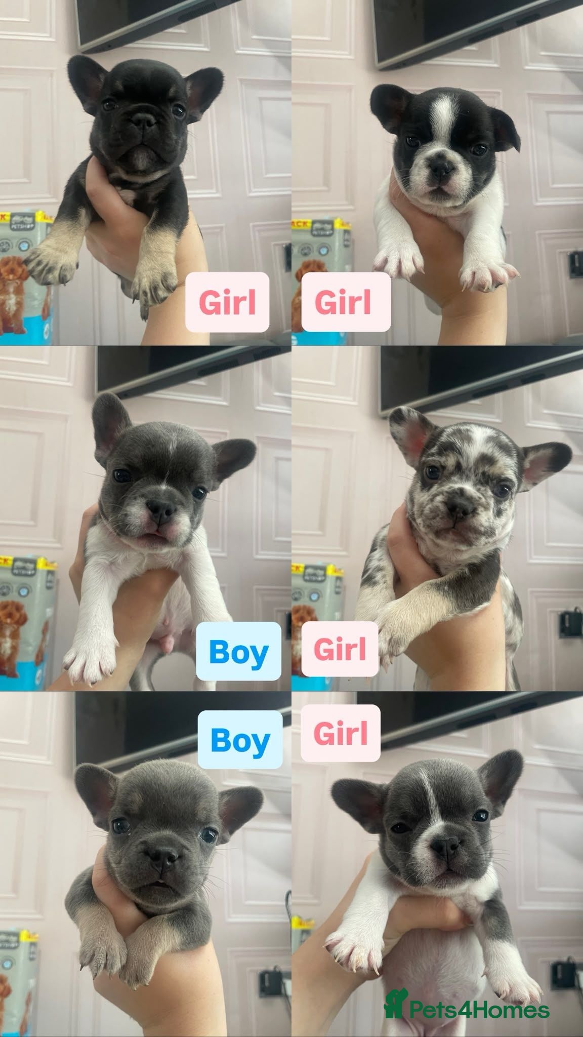 French Bulldog dogs French bulldog puppy 8 weeks boys and girls - Advert 1