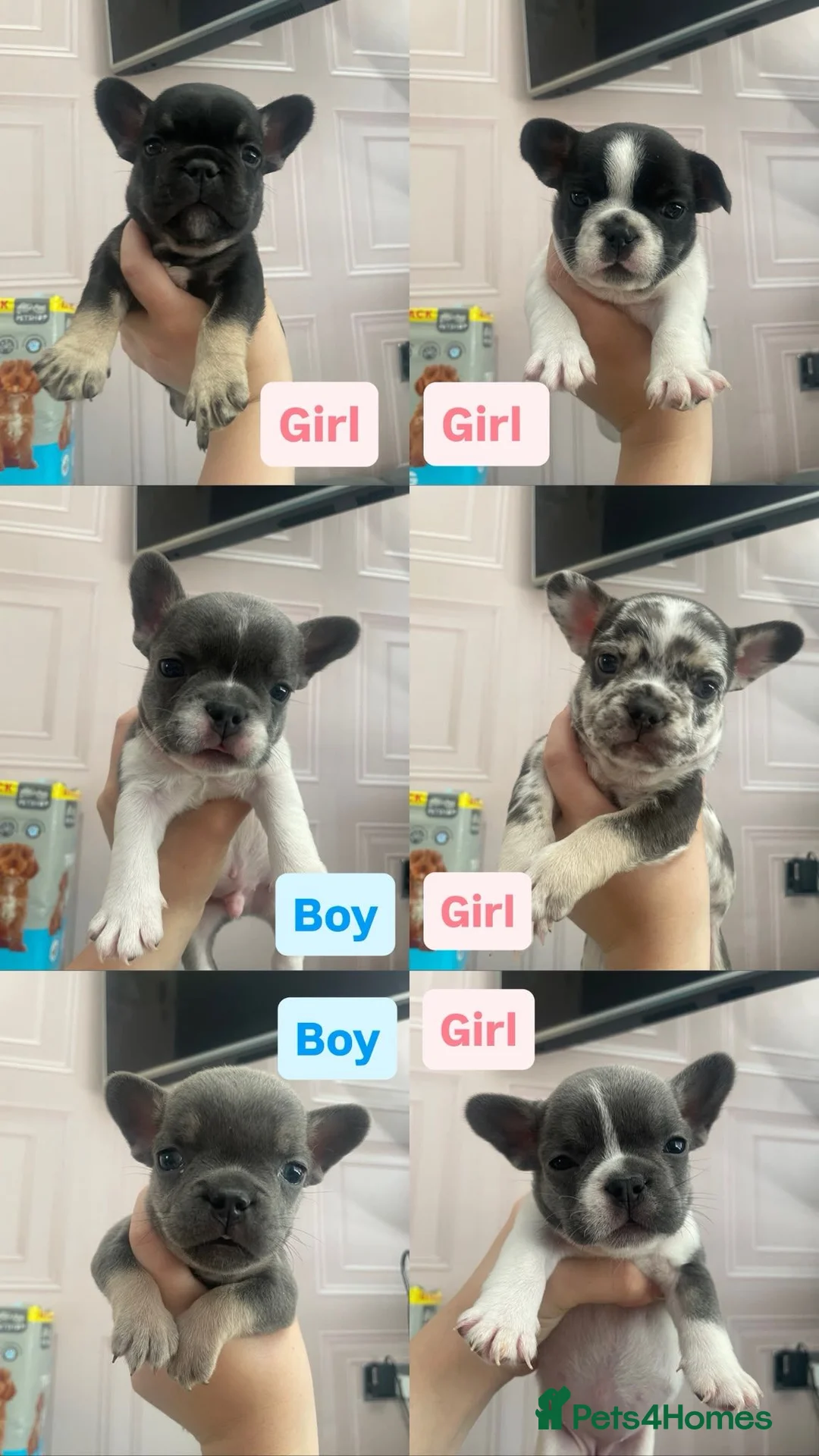 French Bulldog dogs for sale: French bulldog puppy 8 weeks boys and girls in Gateshead - Advert 1