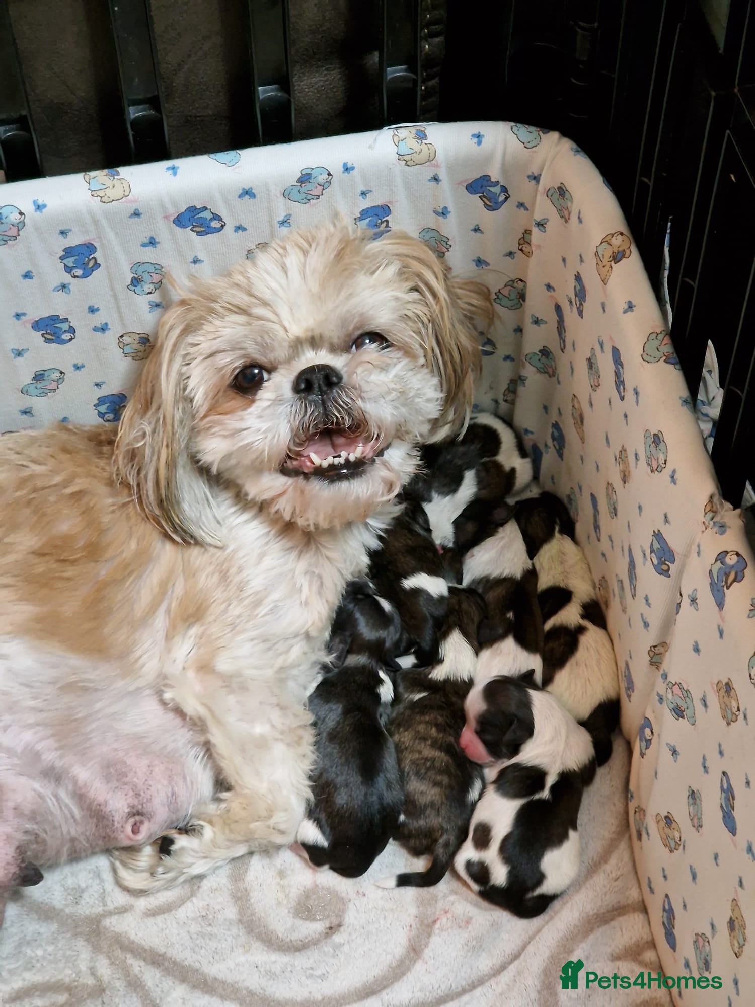 Shih Tzu dogs Shih Tzu Puppies – 5 Available | 7 Weeks Old 🐶 - Advert 1