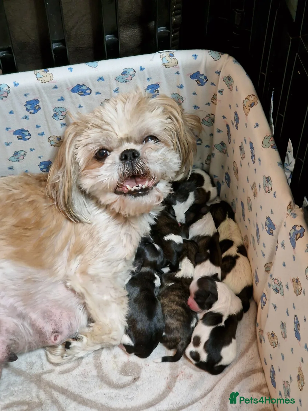 Shih Tzu dogs for sale: Shih Tzu Puppies – 5 Available | 7 Weeks Old 🐶 in London - Advert 1