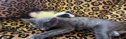 Russian Blue cats for sale: Neutered male - Advert 7