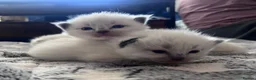 Ragdoll cats for sale: 3 kittens, 5 weeks old - Advert 5