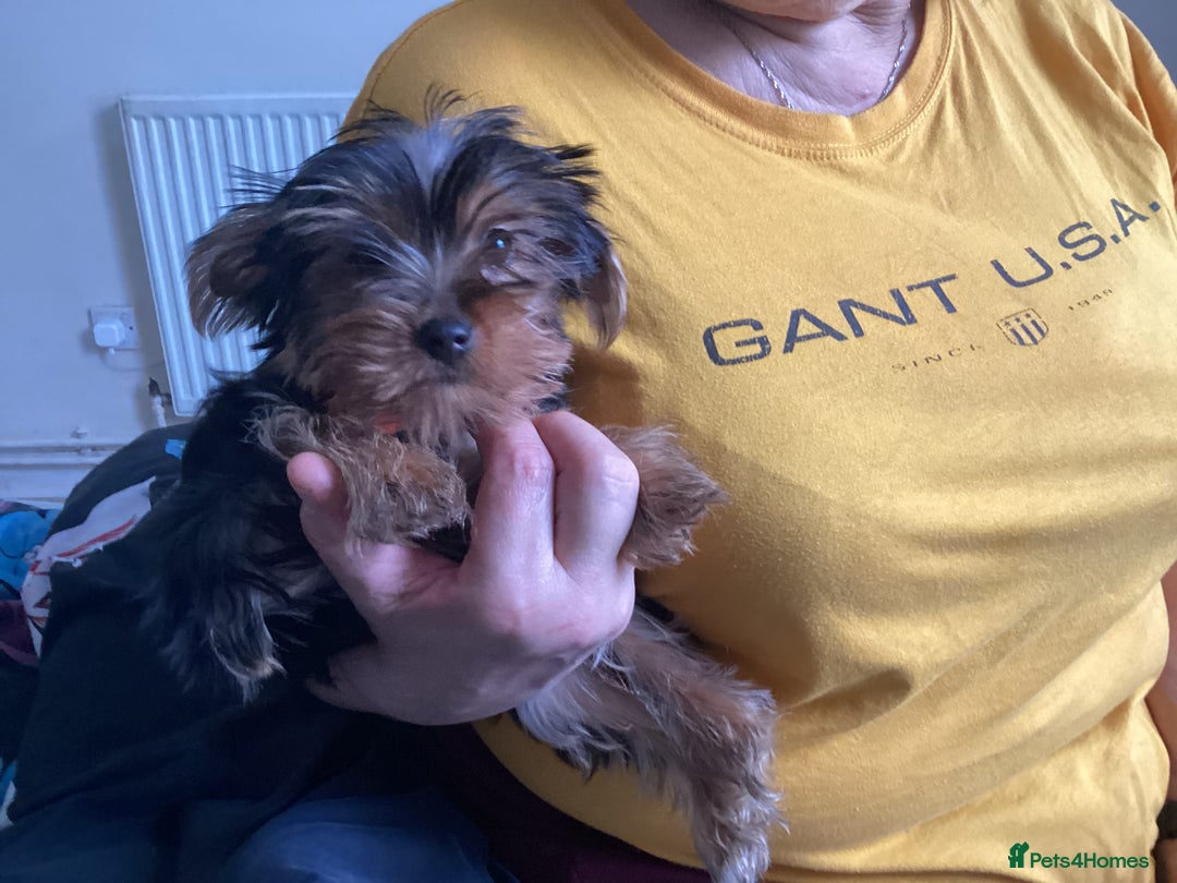 Yorkshire Terrier dogs for sale: Puppies for sale - Image 6