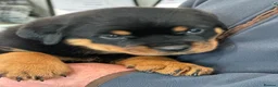 Rottweiler dogs for sale: KC registered rottweiler puppies - Advert 14