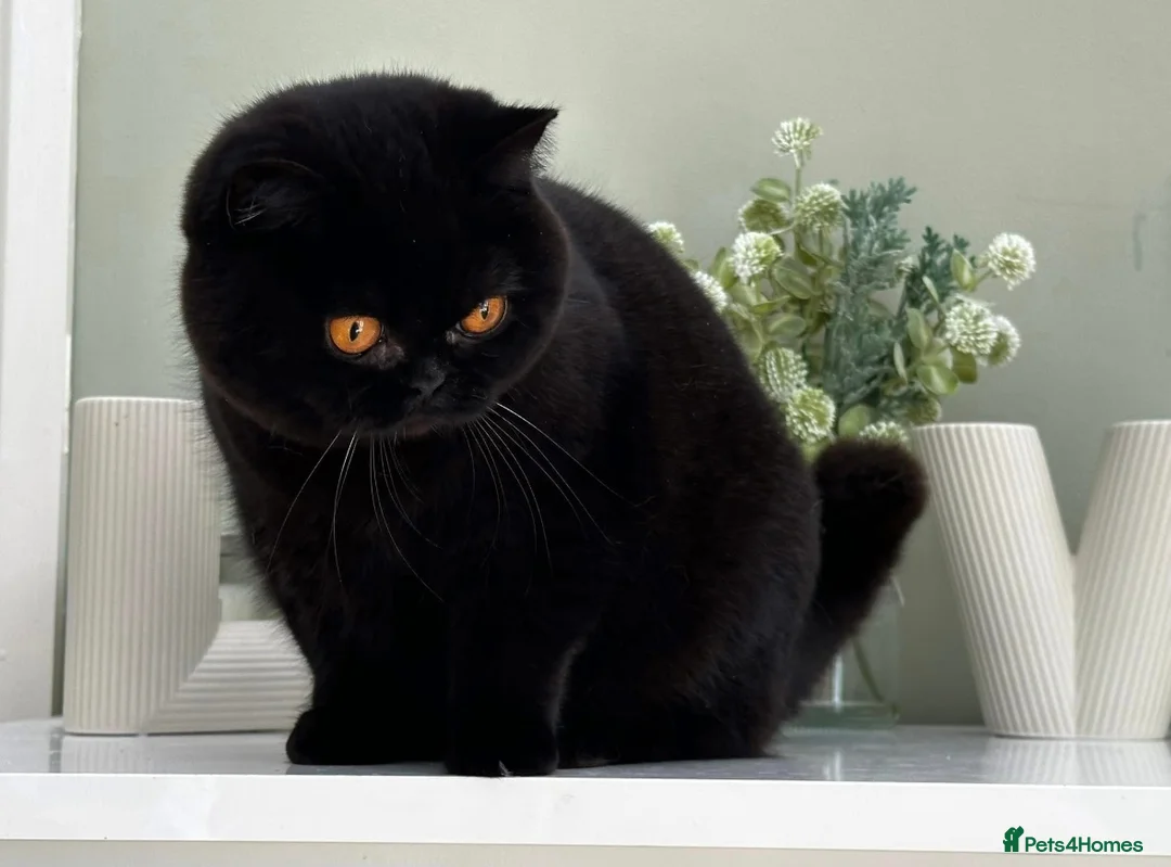 British Shorthair cats for sale: Beautiful Black Female - Advert 3