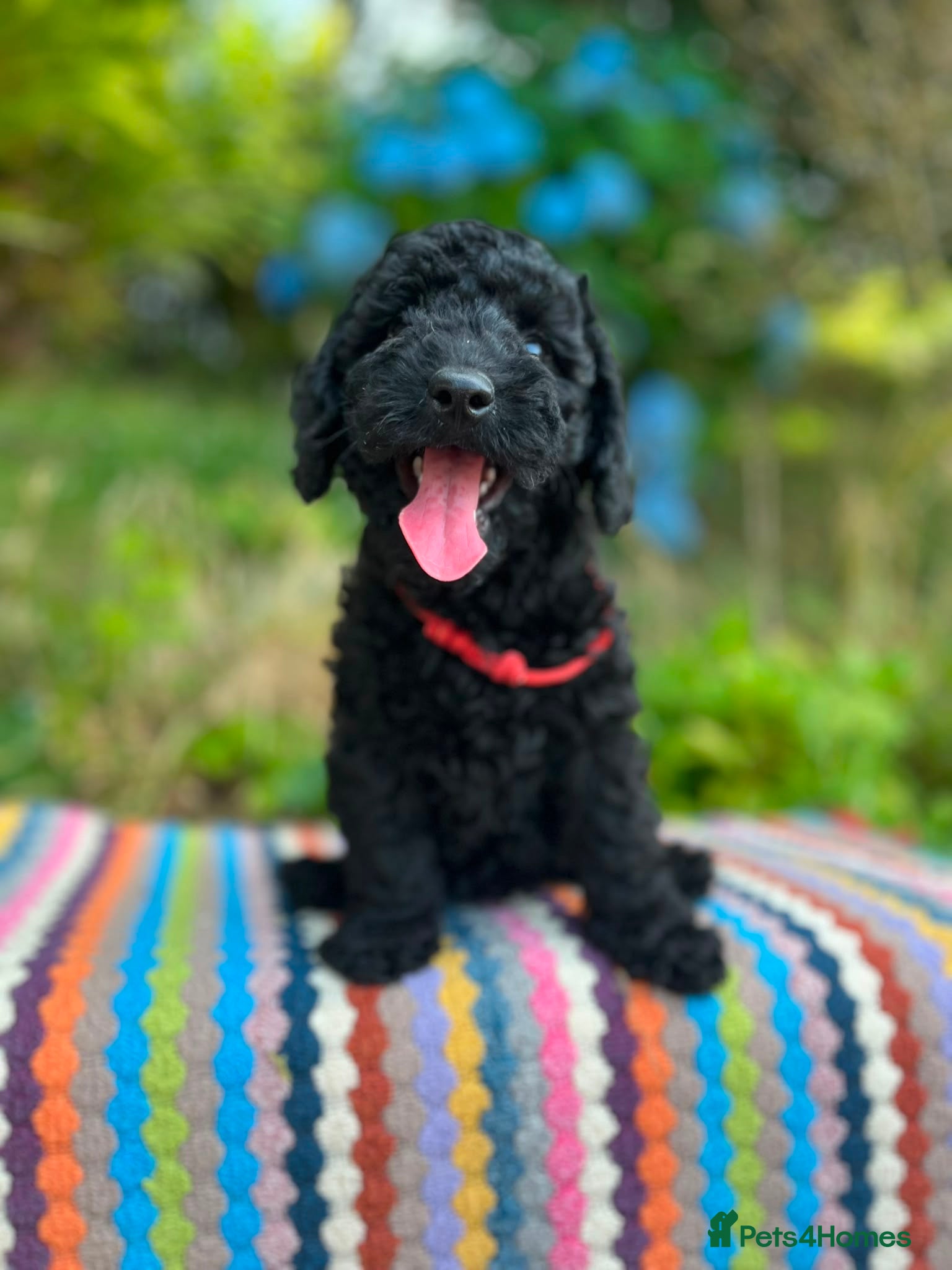 Cockapoo dogs F1b READY NOW. Health tested parents.  - Advert 20