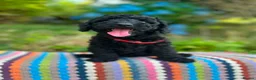 Cockapoo dogs for sale: F1b READY NOW. Health tested parents.  - Advert 1
