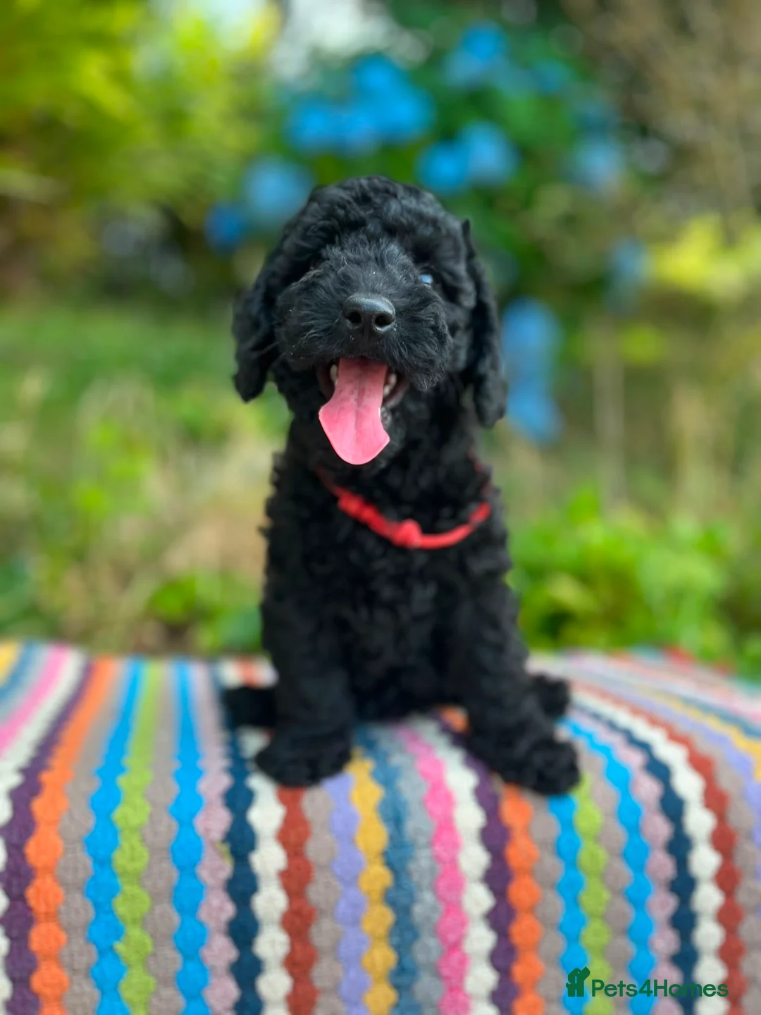 Cockapoo dogs for sale: F1b READY NOW. Health tested parents.  - Advert 1