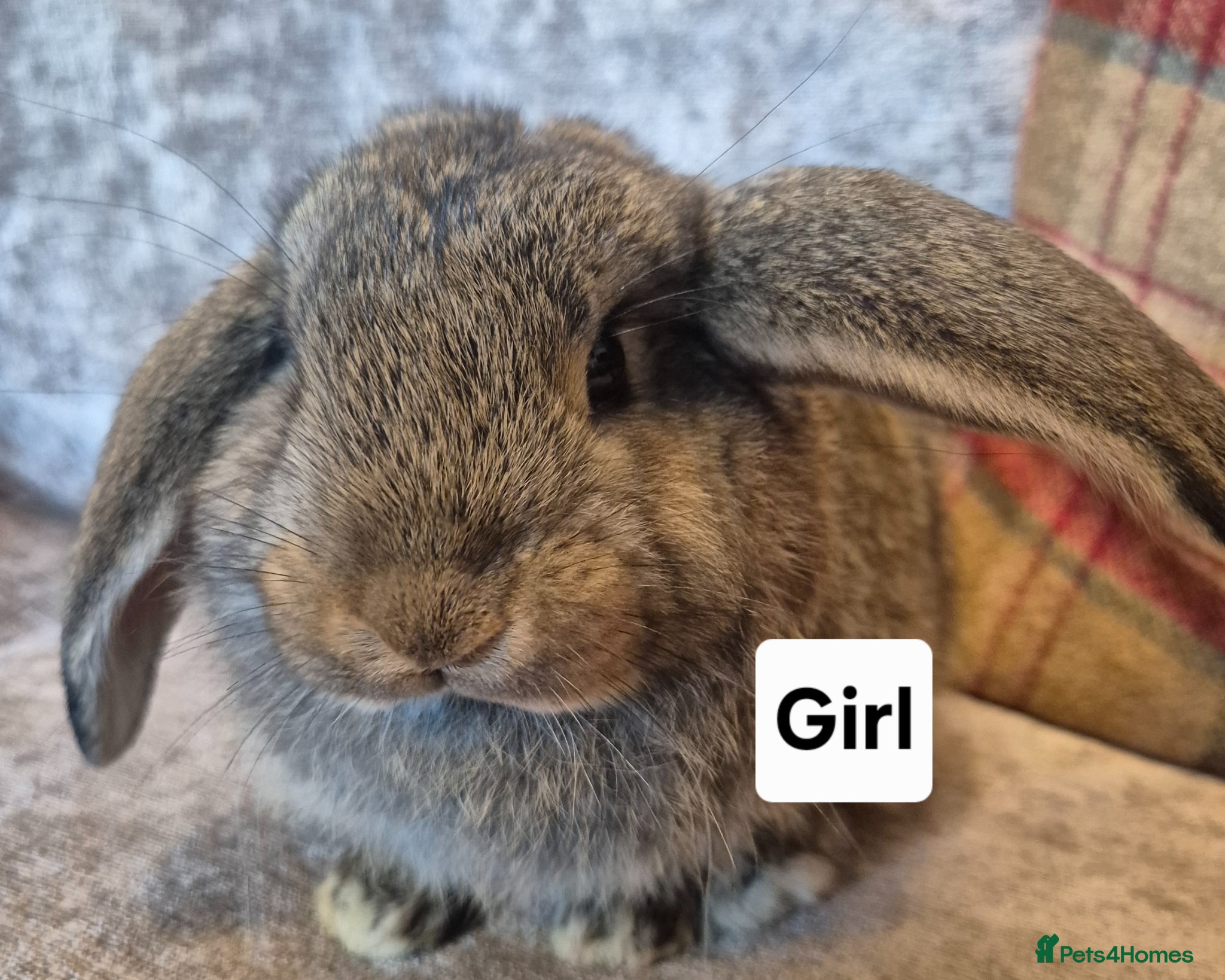 French Lop rabbits Beautiful Socialised French Lops - Advert 7