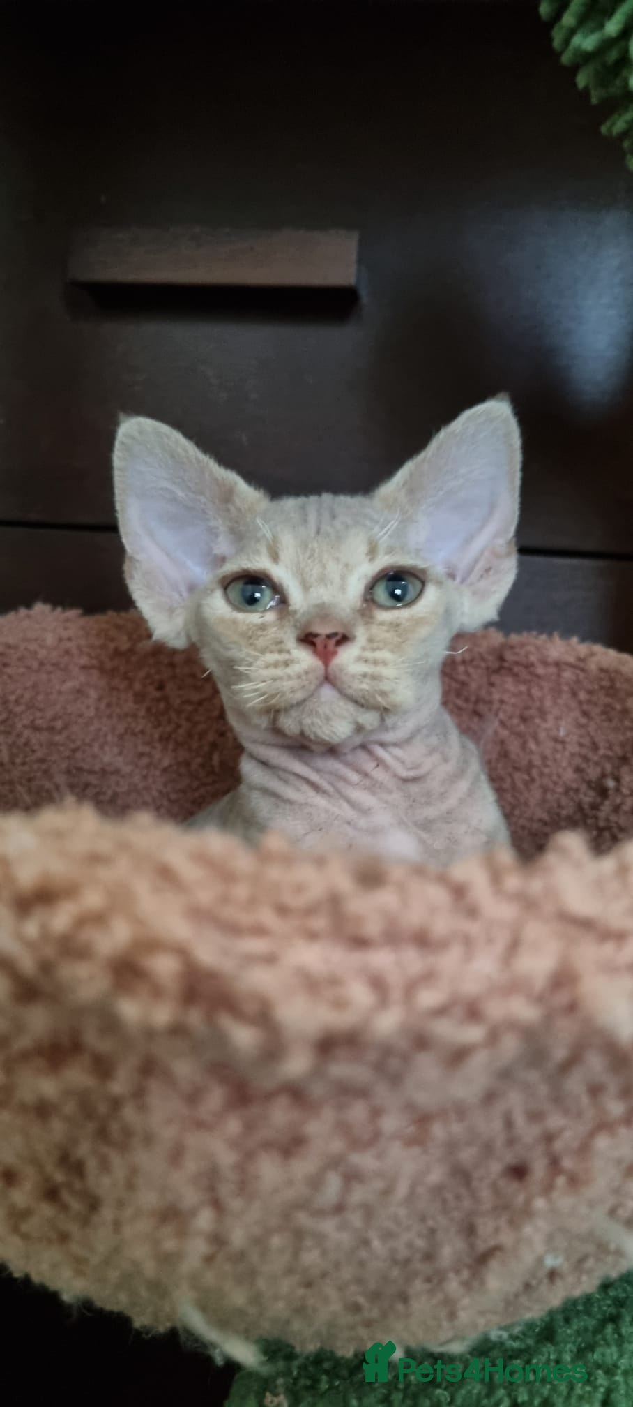 Devon Rex cats ❤️ Gorgeous Devon Rex Girls ❤️ - Advert 3