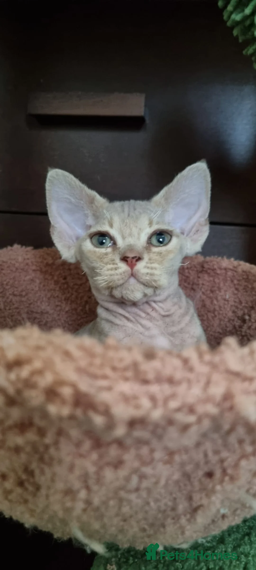 Devon Rex cats for sale: ❤️ Gorgeous Devon Rex Girls ❤️ - Advert 1