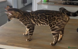 Bengal cats for sale: Intensively socialised bengal kittens - lap cats! in Scunthorpe - Image 5