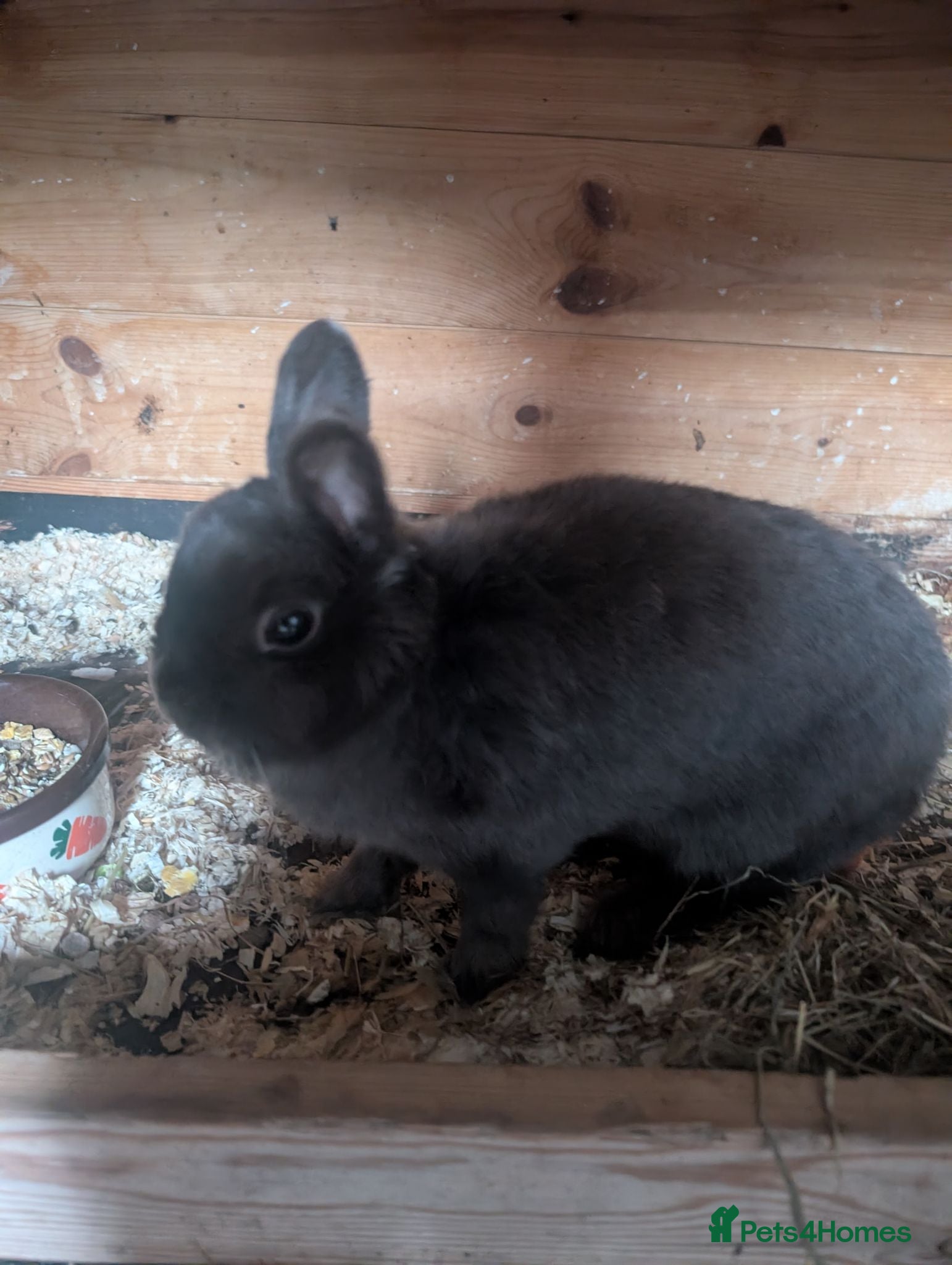 Netherland Dwarf rabbits Netherland dwarfs  - Advert 1