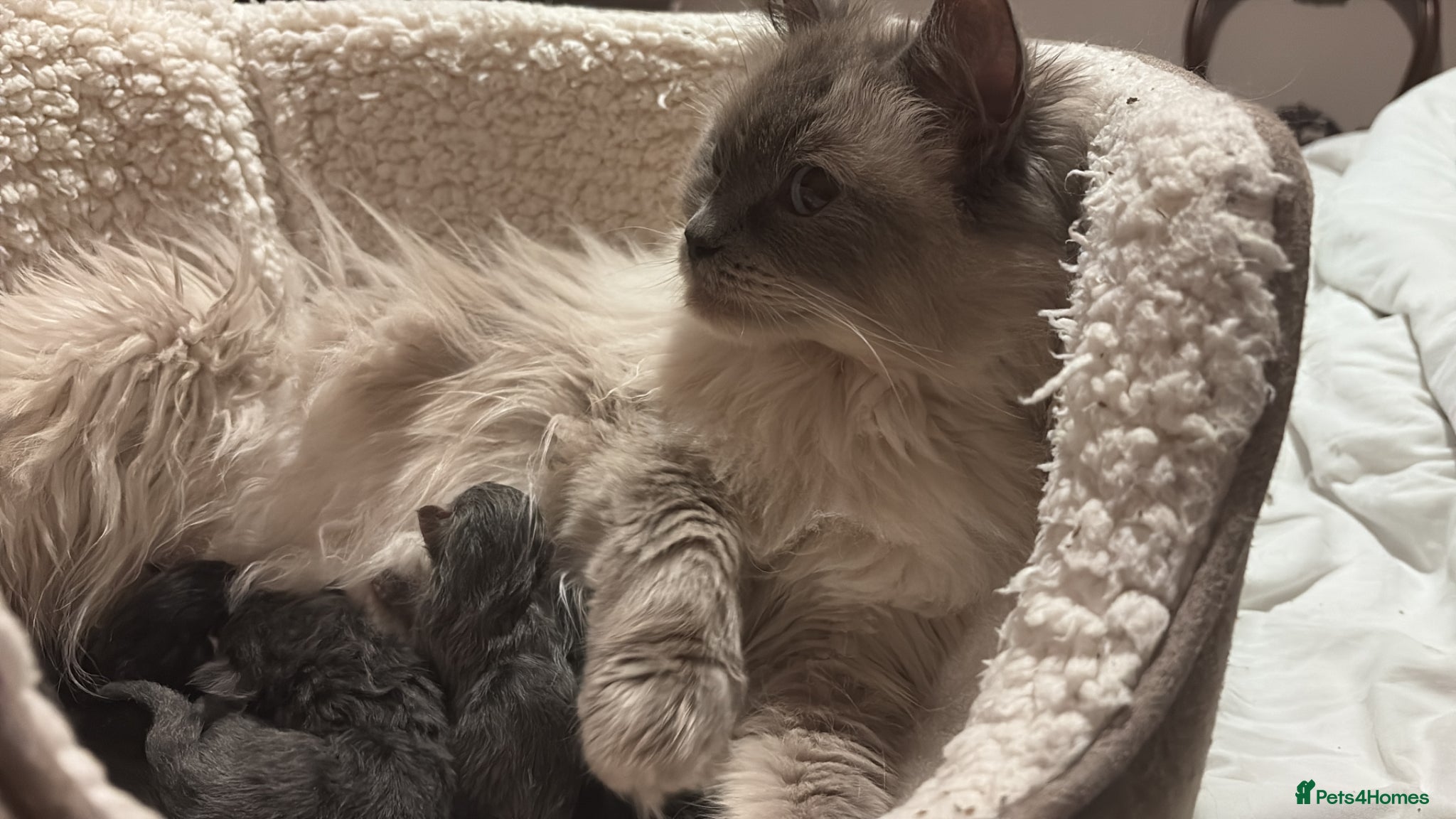 Ragcoon cats for sale: Ragcoon Kittens for sale - Advert 6
