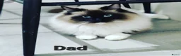 Ragdoll cats for sale: stunning  little  ragdoll  kittens  - Advert 3