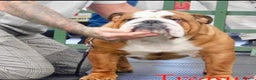 English Bulldog dogs for stud: KC Reg Red and White Bulldog *Health Tested* Stud in Sheffield - Advert 2