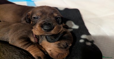 Dachshund dogs Standard Wirehaired Dachshund Puppies - Advert 5