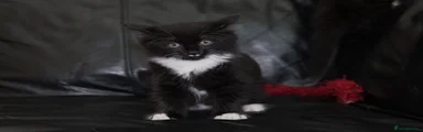 Turkish Angora 2