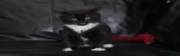 Turkish Angora cats for sale: Turkish Angora Mix Kittens - Advert 11