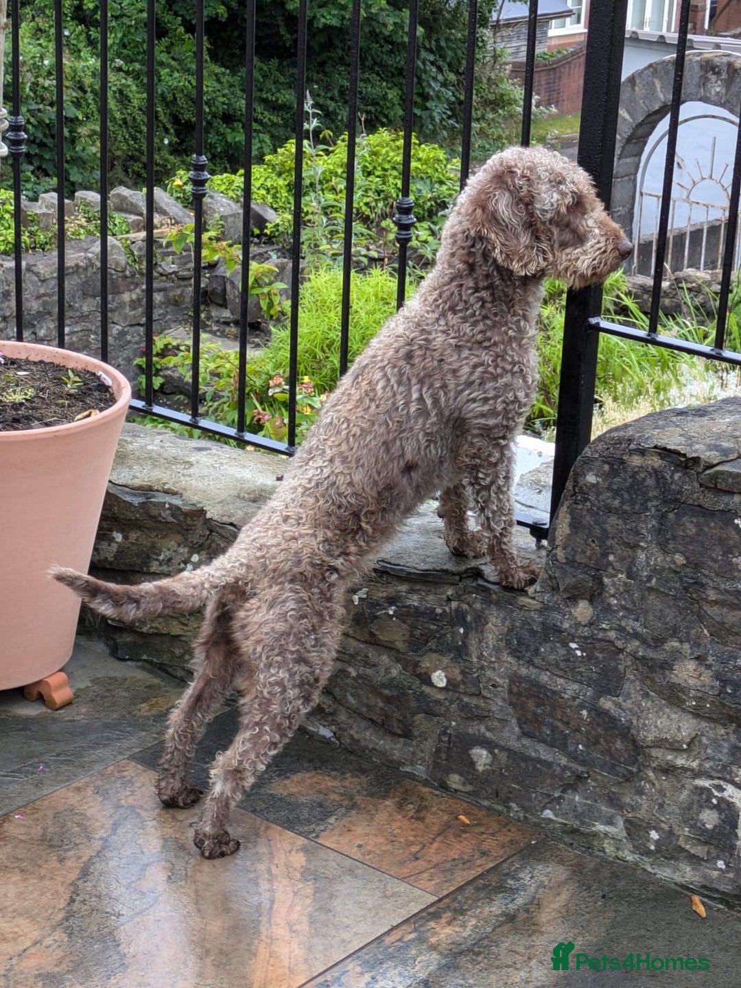 Mixed Breed dogs for sale: Bedlington x whippet puppies - Image 11