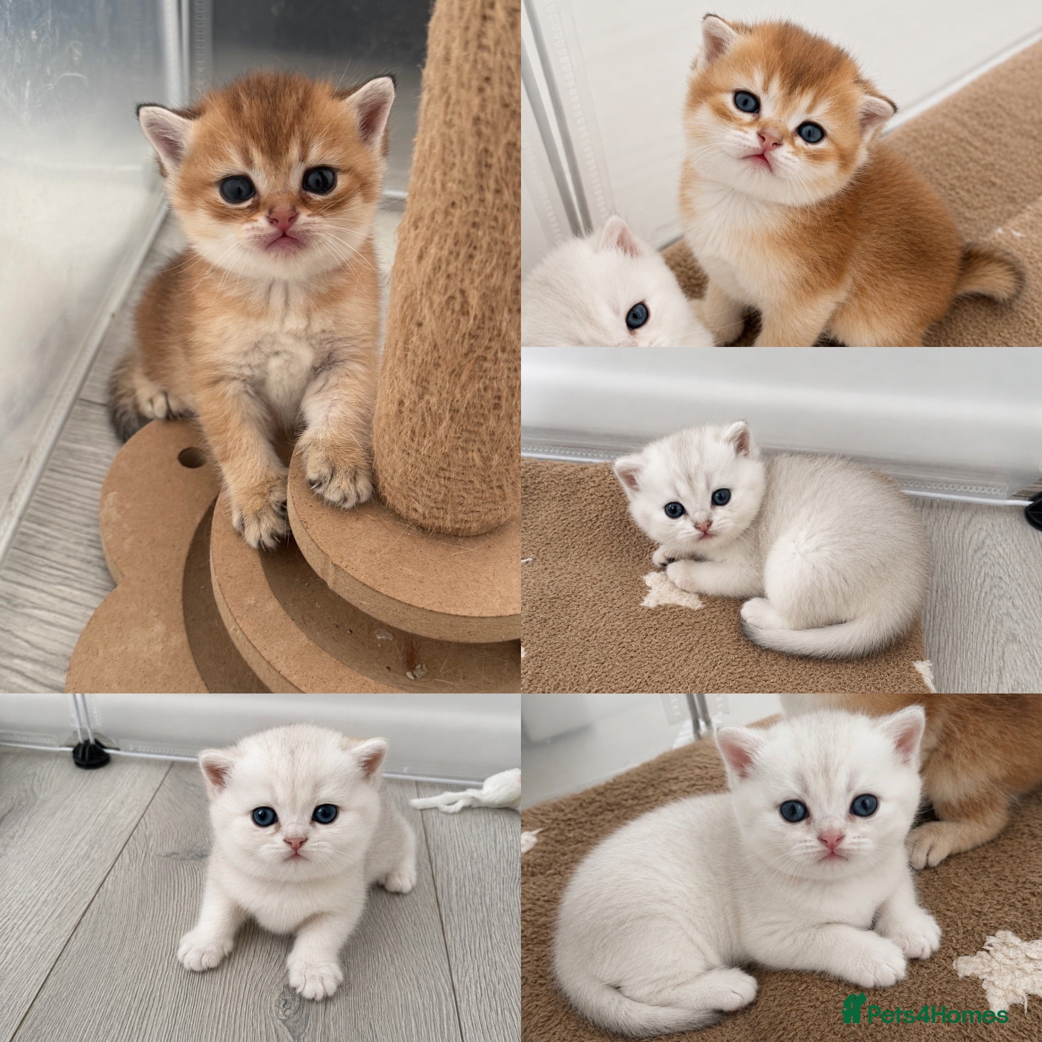Scottish Fold cats Scottish Kittens Looking for Their Forever Homes  - Advert 1