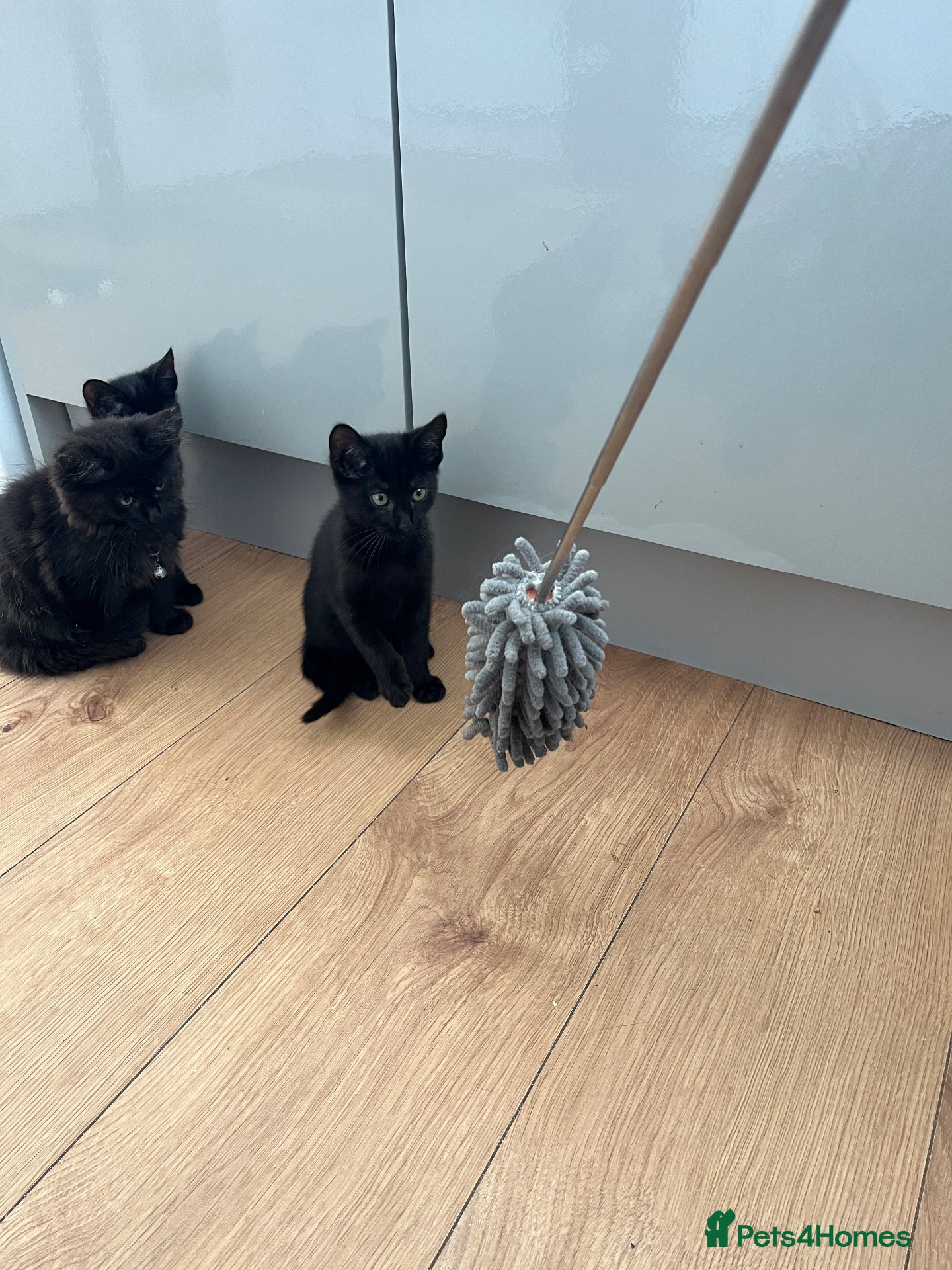 Mixed Breed cats 3 girls are looking for a home - Advert 8