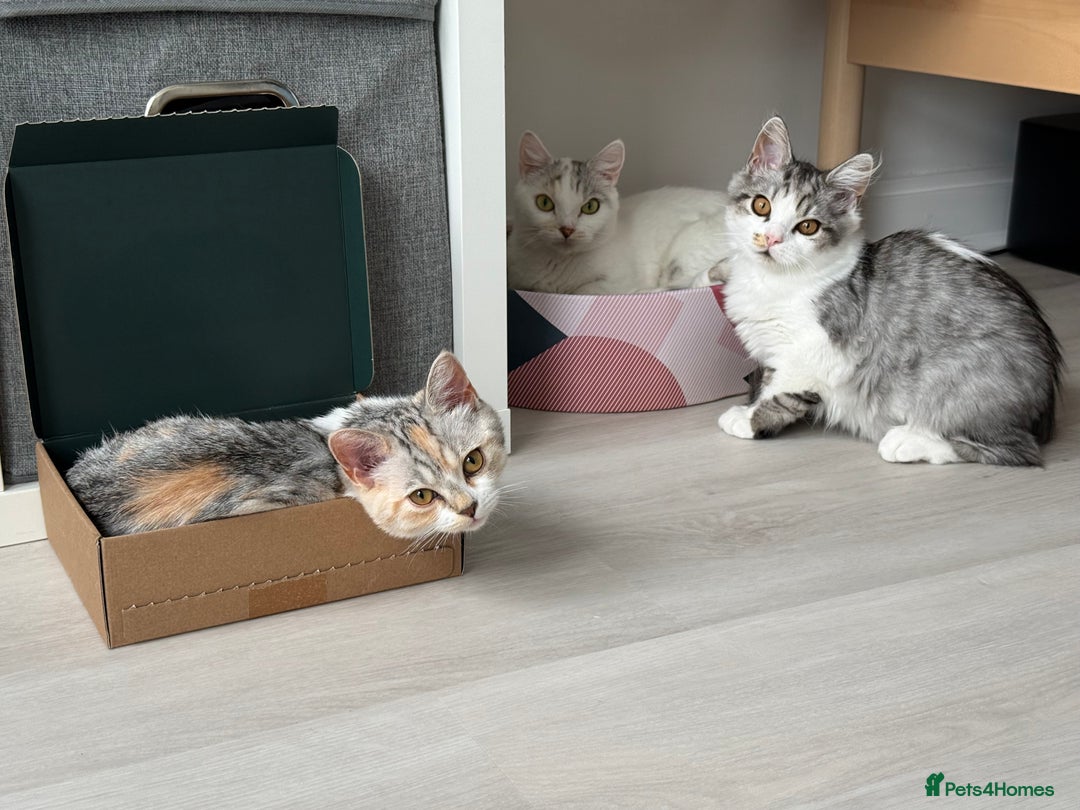 Munchkin cats for sale: Pedigree TICA Munchkin Kittens – Short Legs 🐈 - Image 22