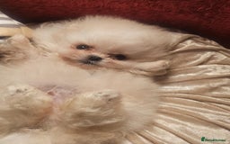 Pomeranian dogs for sale: Gorgeous teddybear tiny pomeranian male puppy  - Image 6