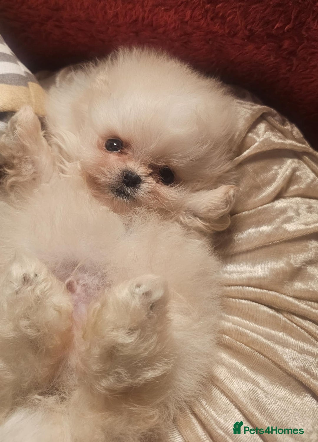 Pomeranian dogs for sale: Gorgeous teddybear tiny pomeranian male puppy  - Image 6