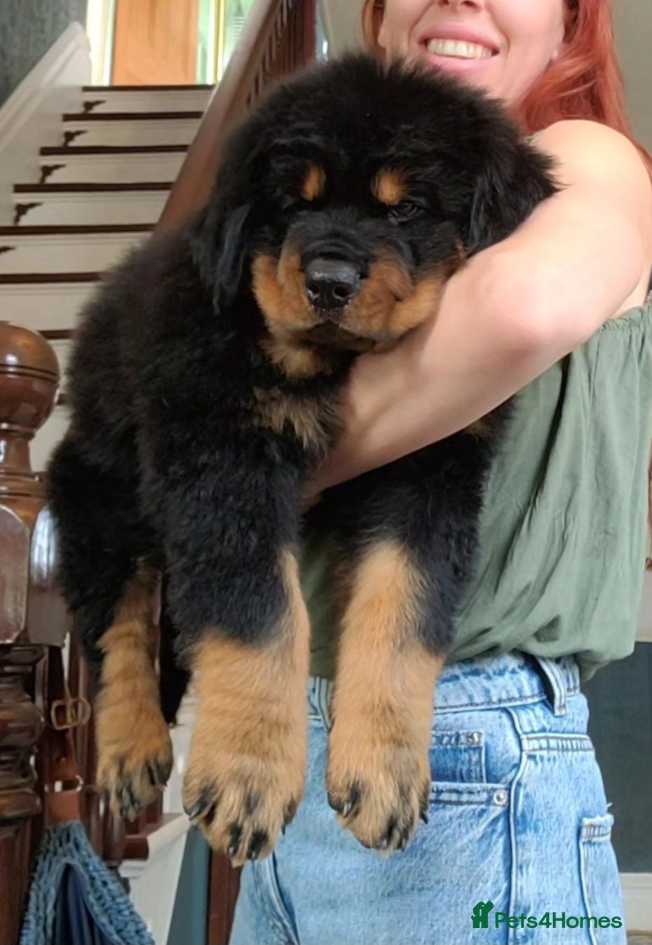 Rottweiler dogs Long Haired Fluffy Rottie Pups. Full Health Tested - Advert 2