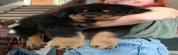 Rottweiler dogs for sale: Long Haired Fluffy Rottie Pups. Full Health Tested - Advert 5