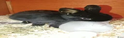 Netherland Dwarf rabbits for sale: Baby rabbits  - Advert 11