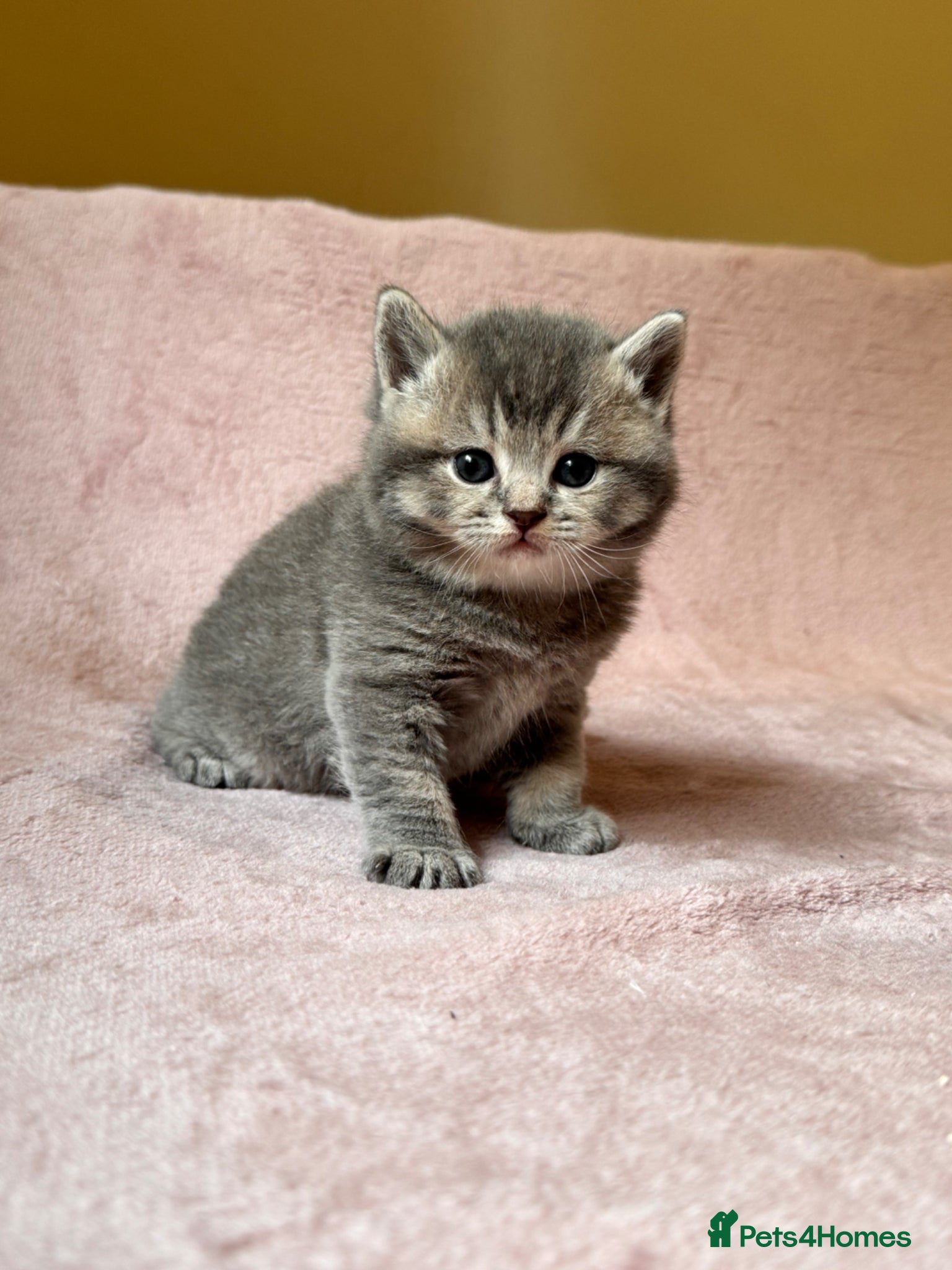 British Shorthair cats British Shorthair Kittens - Advert 9