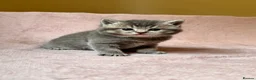 British Shorthair cats for sale: British Shorthair Kittens - Advert 1