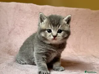 British Shorthair cats British Shorthair Kittens - Advert 3