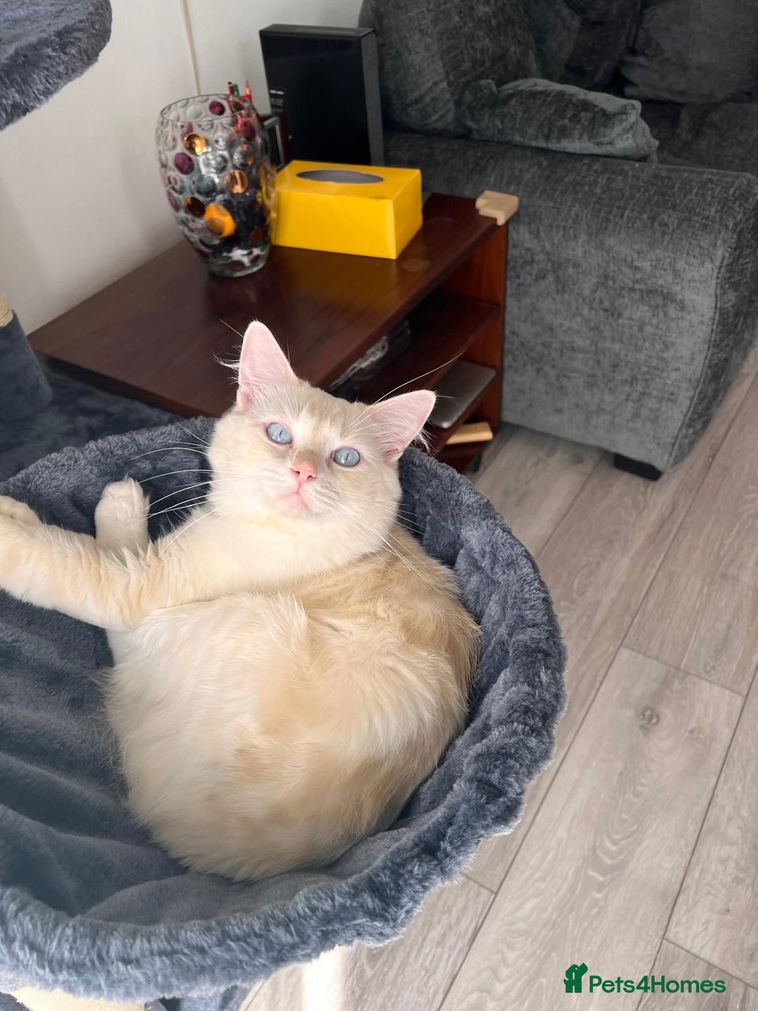 Norwegian Forest Cat cats for sale: 7 Exceptionally beautiful Norwegian Forest kittens - Advert 34