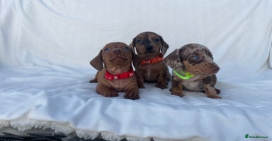 Miniature Dachshund dogs - Advert 7