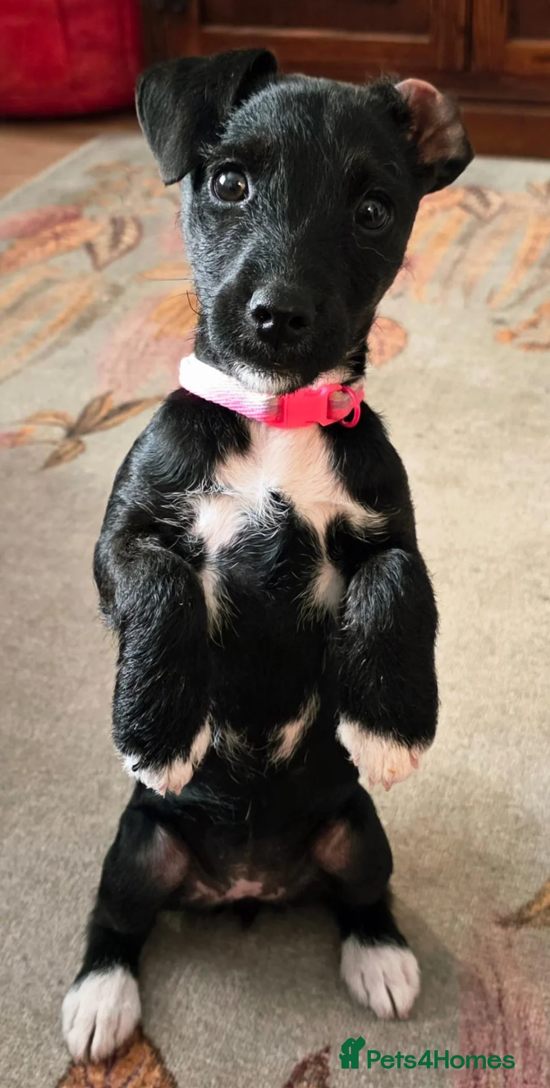 Patterjack dogs for sale: Female patterjack in Sudbury - Advert 1