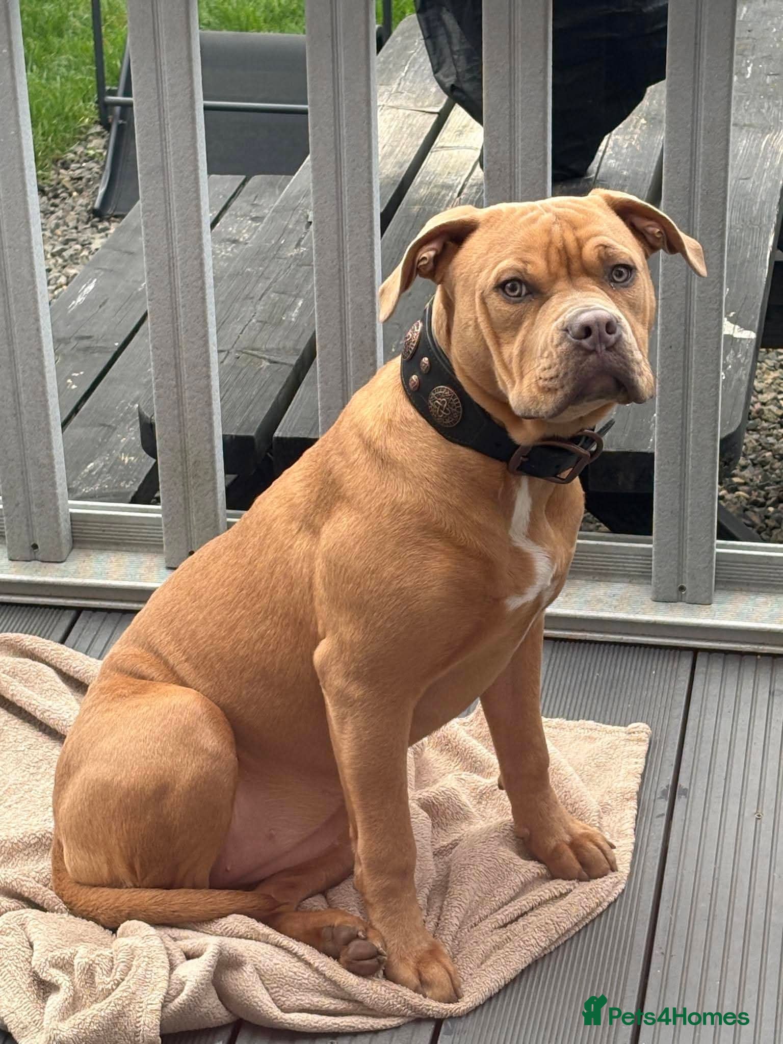 American Bulldog dogs Champagne Bully - Advert 1