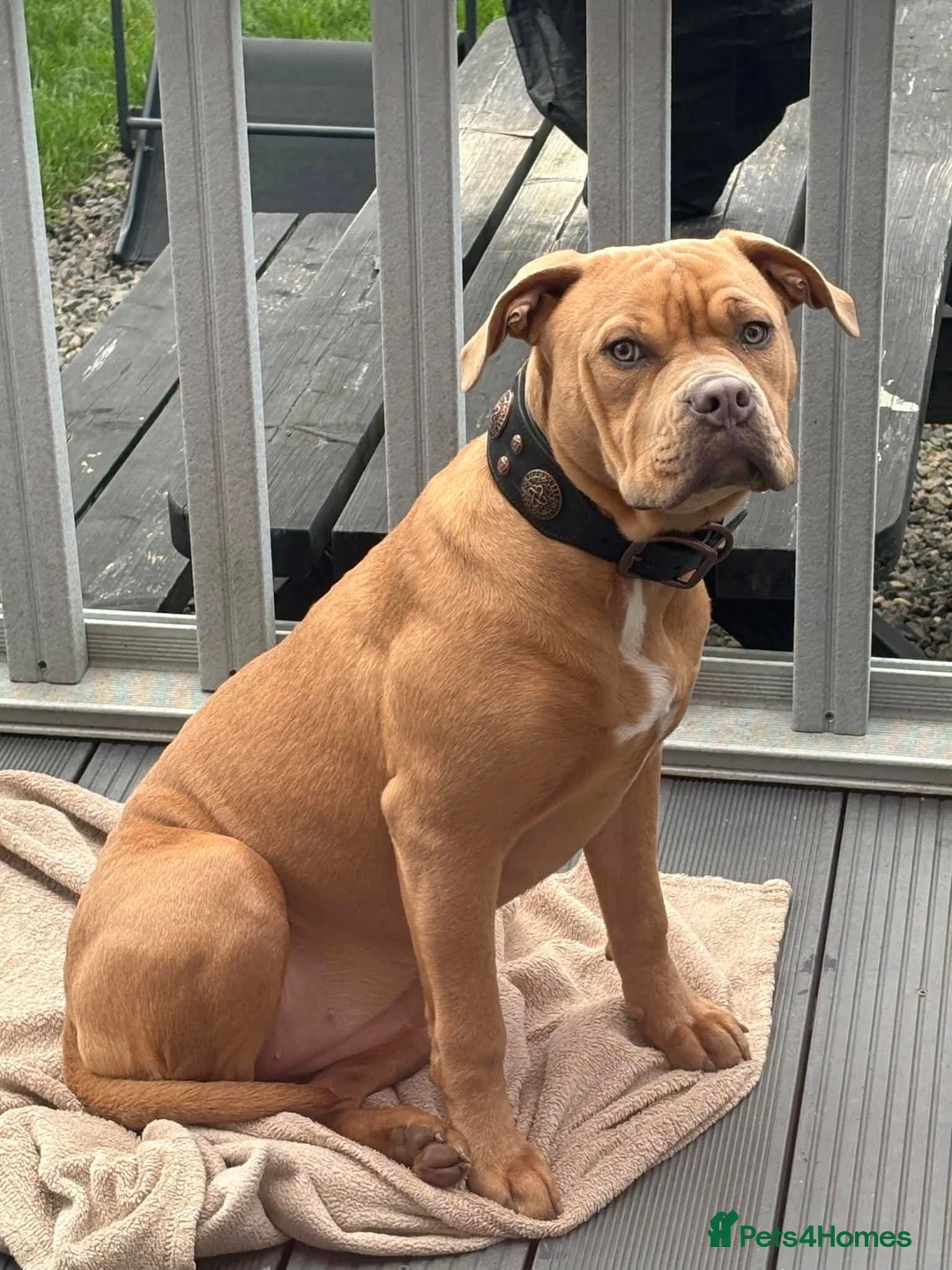 American Bulldog dogs for sale: Champagne Bully - Advert 1