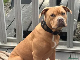 American Bulldog dogs Champagne Bully - Advert 1